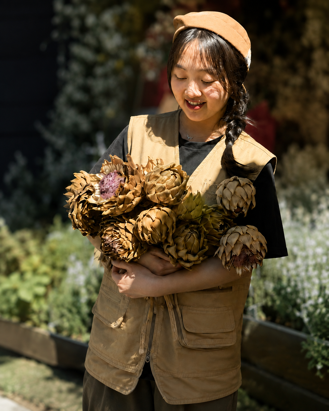 Thu hoạch Atiso Ốm Sữa